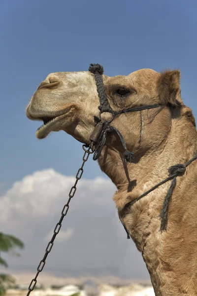 Camello con brida — Foto de Stock