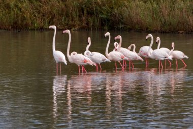 Flamingo akın