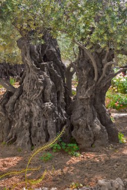Ancient olive tree. clipart