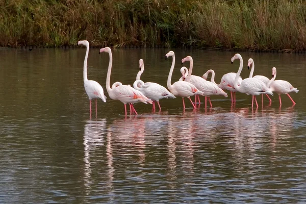 Rebanho de flamingo — Fotografia de Stock