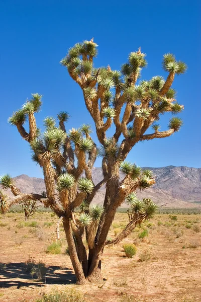 L'abitante del deserto . — Foto Stock