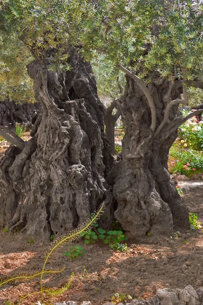 古代のオリーブの木. — ストック写真