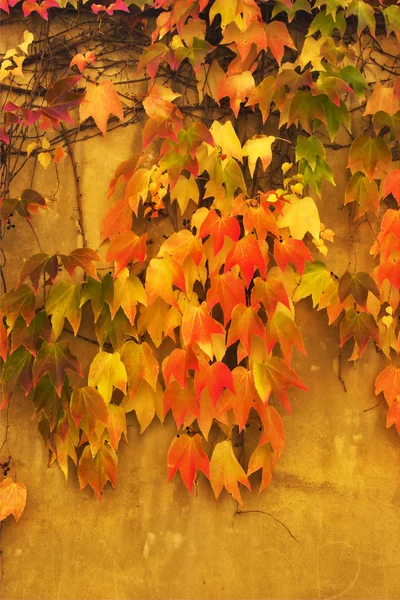 Herbstblätter an Wänden — Stockfoto