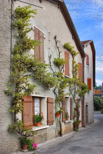 De gamla husen som omfattas av en murgröna — Stockfoto