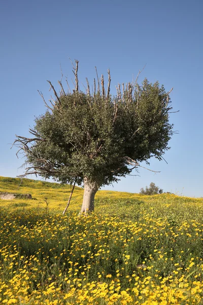 Felt, kamille, maleriske oliventræer - Stock-foto