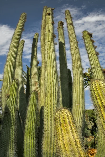 Hög kaktusar — Stockfoto
