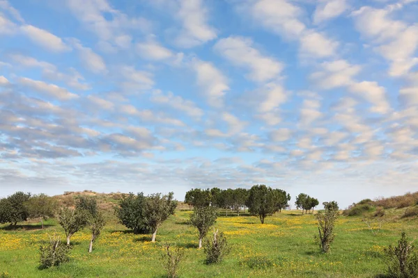 Zielona trawa i kwitnący rumianek — Zdjęcie stockowe