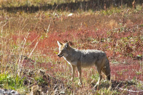 El hermoso lobo del prado — Foto de Stock