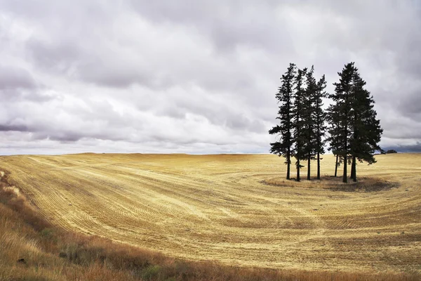 Riesiges Feld im Bundesstaat Montana nach der Ernte. — Stockfoto