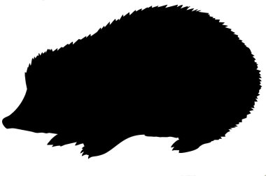 Vector silhouette of the hedgehog on white background clipart