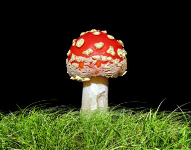 siyah arka plan üzerine izole ot, agaric