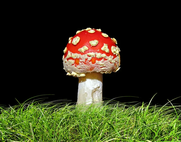 Agaric in herb isolated on black background — Stock Photo, Image