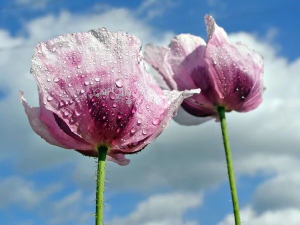 Bulutlu gökyüzü arka plan üzerinde haşhaş çiçeği — Stok fotoğraf