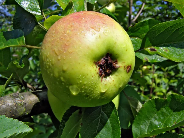 Manzana en la rama de los aple trees — Foto de Stock