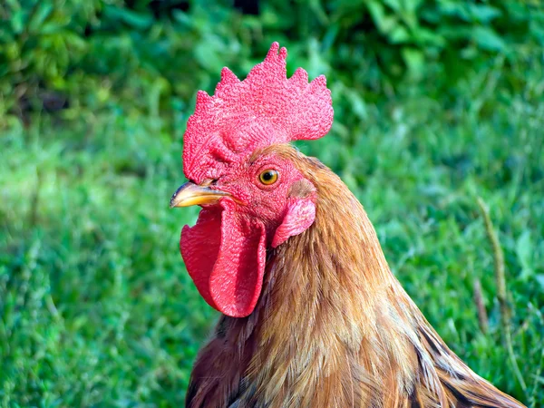 Cock on a green background — Stock Photo, Image