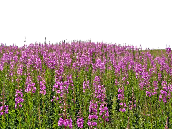 Flores lilás no campo — Fotografia de Stock