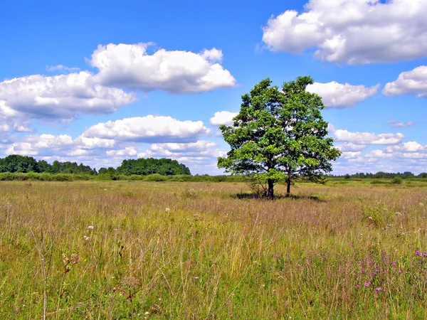 A sárga-őszi mezőben két oaks — Stock Fotó