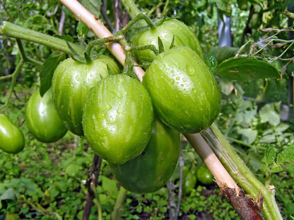 Green tomatoes on branch — Stock Photo, Image