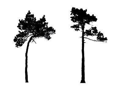 Silhouette of the pine in wood clipart