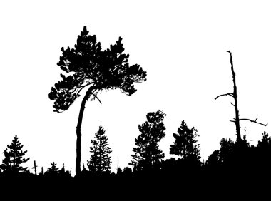 Silhouette of the crooked pine in wood clipart