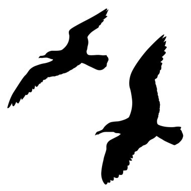 Vector silhouette of the sea gull on white background clipart