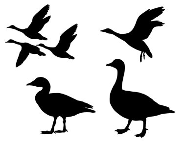 Vector silhouette geese on white background clipart