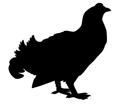 Vector silhouette wood grouse on white background clipart