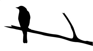 Vector silhouette of the bird on branch clipart