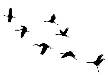 Vector silhouettes flying cranes clipart