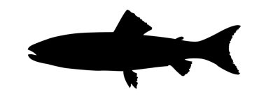 Vector silhouette of fish on white background clipart