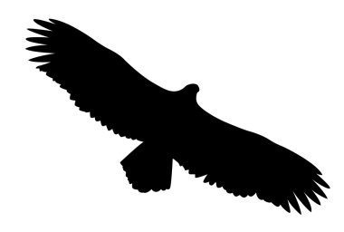 Vector silhouette of the ravenous bird on white background clipart