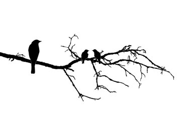 Vector silhouette of the birds on branch clipart