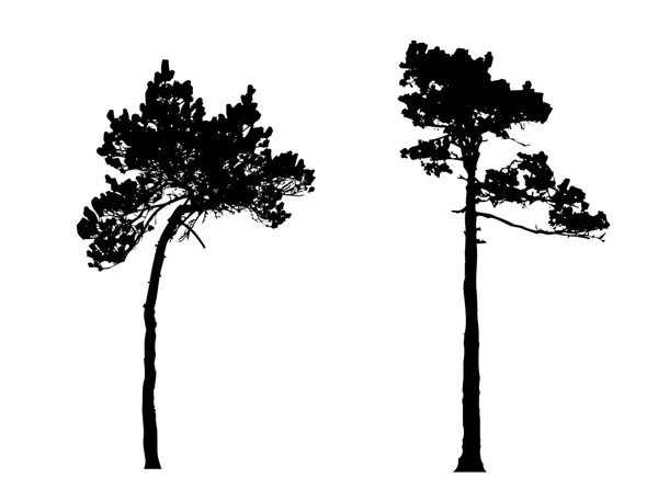 Silueta del pino en madera — Vector de stock