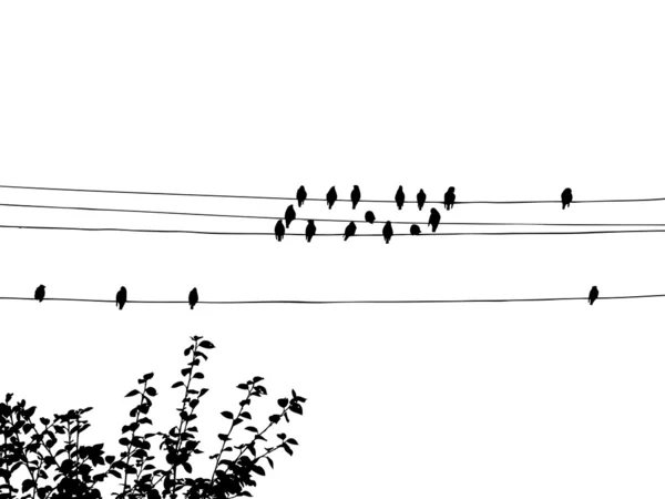 Vogels op draden — Stockvector