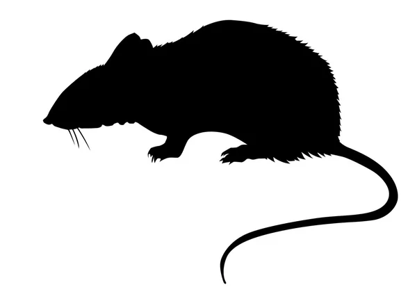 Silhouette of the rat on white background — Stock Vector