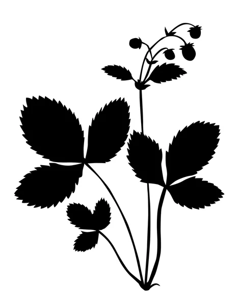 Silhueta do arbusto do morango sobre fundo branco — Vetor de Stock