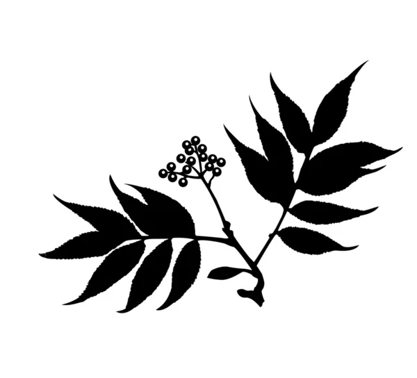 Vektorové siluetu větve rostlin na bílém pozadí — Stockový vektor