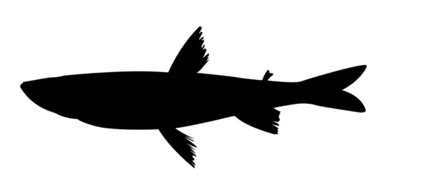 Silhueta vetorial de peixes sobre fundo branco — Vetor de Stock