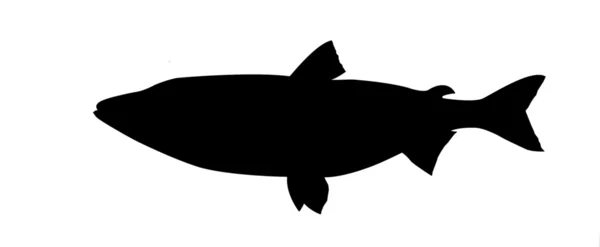 Векторный силуэт рыбы на белом фоне — стоковый вектор
