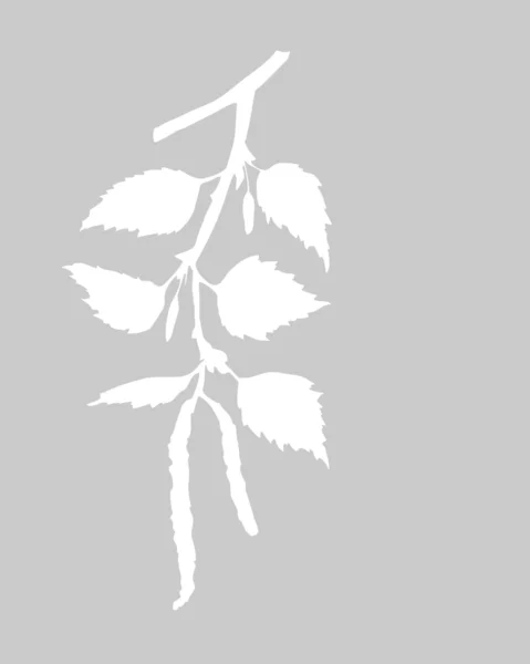 Disegno vettoriale del ramo della betulla su sfondo grigio — Vettoriale Stock