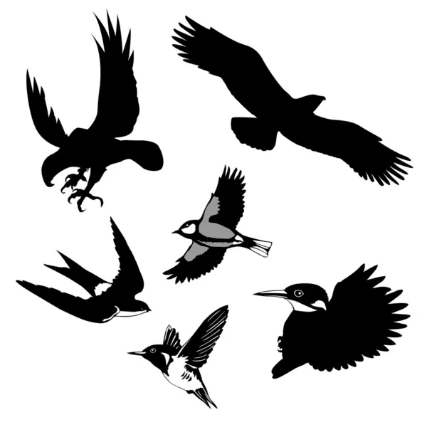 Vectorillustratie van de vogels op witte achtergrond — Stockvector