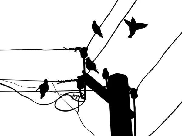 Vector silhouette birds to waxwings on wire — Stock Vector