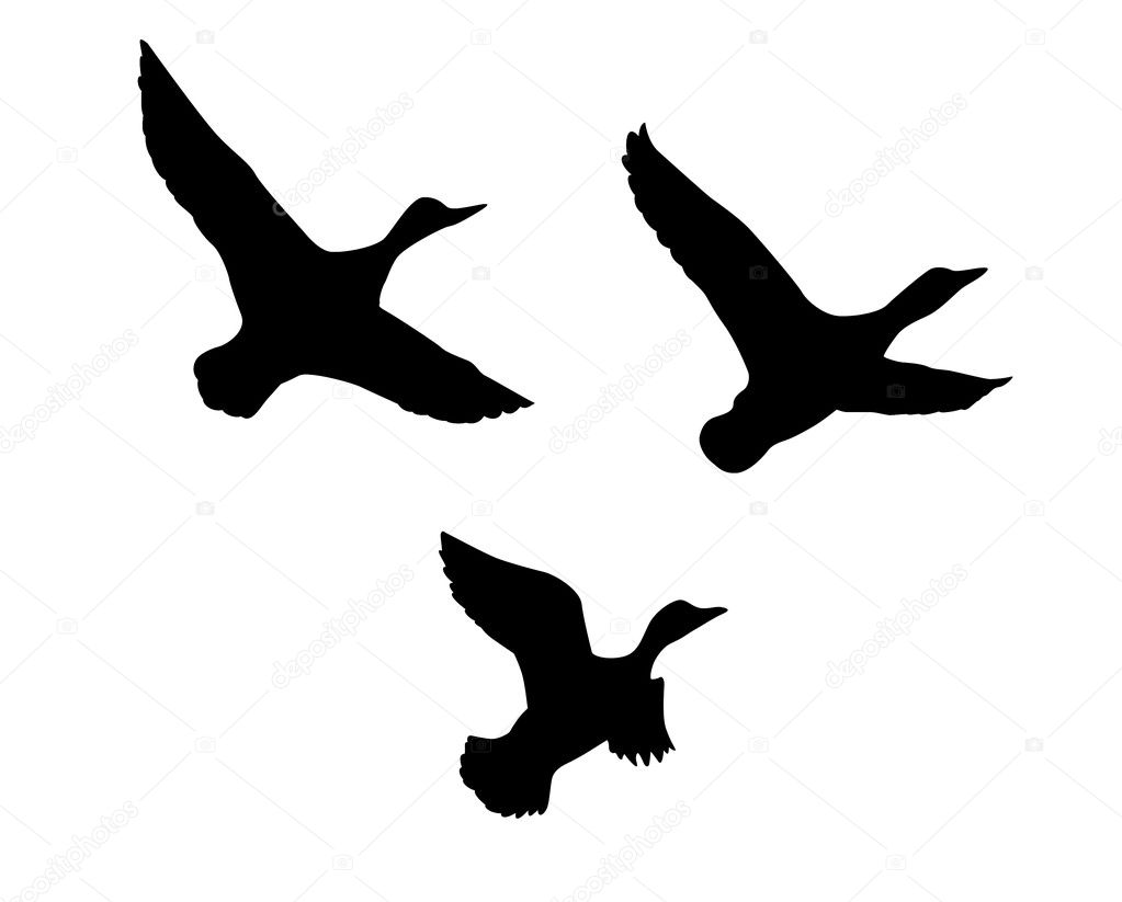 Vector silhouette flying duck on white background