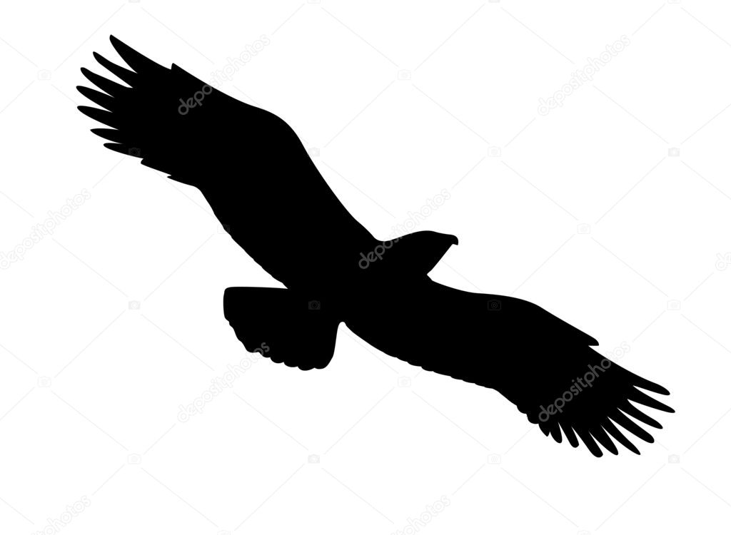Vector silhouette of the ravenous bird on white background