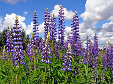 Flowerses lupines on field clipart