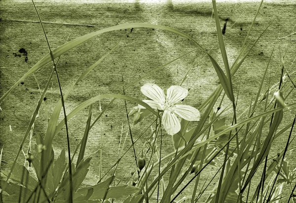 Grunge çiçek arkaplanı — Stok fotoğraf