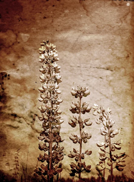 식물학적 배경 — 스톡 사진