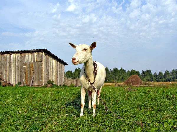 stock image Nanny goat