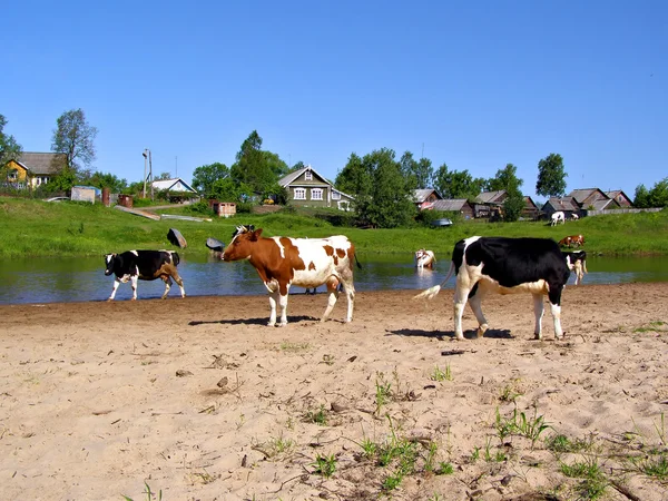 Kor nära floden — Stockfoto