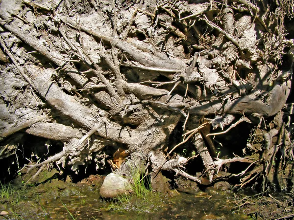 Πεφμένη δέντρο ρίζας — Φωτογραφία Αρχείου